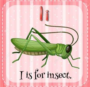 insect